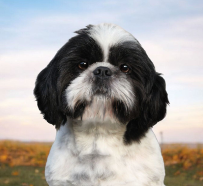 Étalon Shih Tzu - P'oreo Des Fleurs De Shanghai