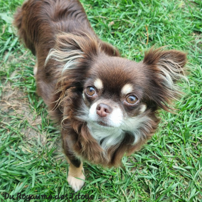 Étalon Chihuahua - Tempête Du Domaine Des Fripouilles Pontacquaises