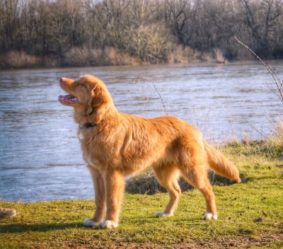 Étalon Retriever de la Nouvelle-Ecosse - di casa toller Dreher