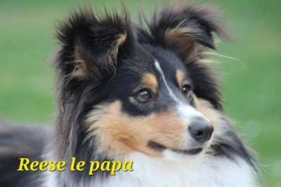 TINY REESE SPYKE DU DOMAINE DES EMBRUNS SALES Des Bocages De Normandie