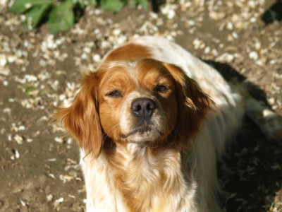 Étalon Epagneul Breton - Neptune De kerveillant