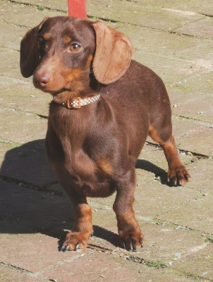 Étalon Teckel poil ras - Salvador (Sans Affixe)