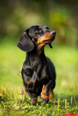 Étalon Teckel poil ras - Umy (Sans Affixe)