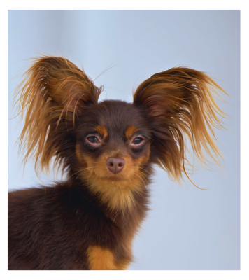 Étalon Russkiy Toy (Petit Chien Russe) - kryl'ya angela Odissej