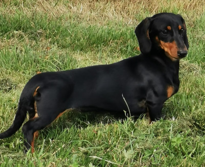 Étalon Teckel poil ras - Pépsi du Domaine de la Ternoise