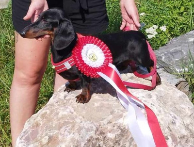 Étalon Teckel poil ras - Thor dit Tino de ker ki douar