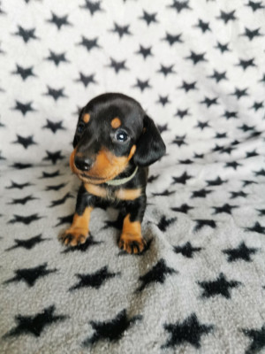 Étalon Teckel poil ras - VIP (Sans Affixe)