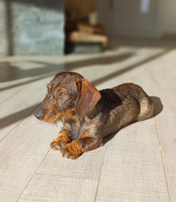 Étalon Teckel poil dur - TYSKA des Petites Pattes du Causse