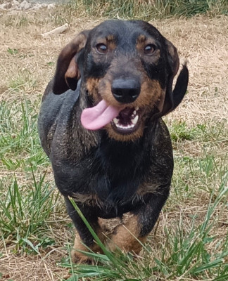 Étalon Teckel poil dur - UHLAN De L'Echo De La Braconne