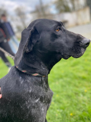 Étalon Braque allemand à poil court - Pistache du Marais de Saintonge