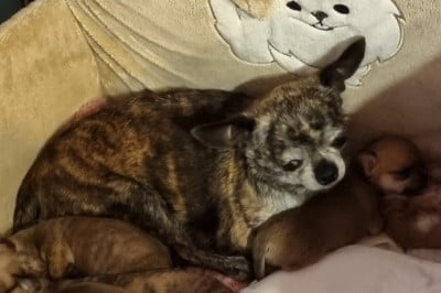 Étalon Chihuahua - Sensation Des muses du haut forez