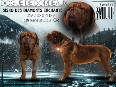 Étalon Dogue de Bordeaux - Sisko des diamants enchantés Titre Initial