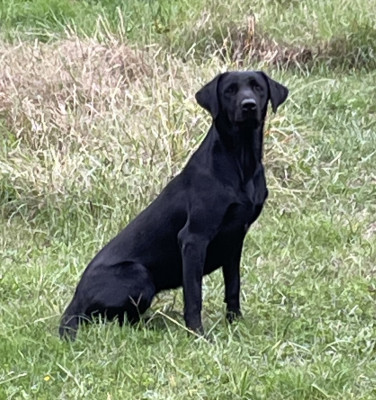 Étalon Labrador Retriever - Ukita de la vimondiere