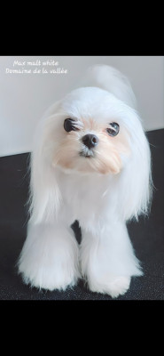 Étalon Bichon maltais - Max Malt white