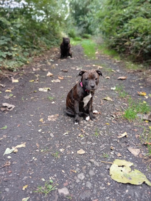 Étalon Staffordshire Bull Terrier - Aya.c du Lagon de la Fournaise