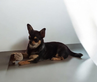 Étalon Chihuahua - MIRTILLA-PC (Sans Affixe)