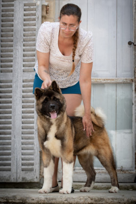 Étalon Akita americain - Valley o f shadow Des Gardiens De La Cigogne