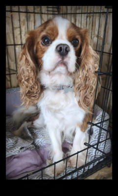 Étalon Cavalier King Charles Spaniel - scouty De L'eclipse Du J'gembad