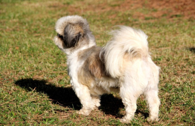 Étalon Shih Tzu - R touraya du moulin de madjurie