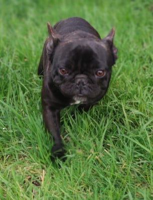 Étalon Bouledogue français - Tehani Du Domaine De Lilounaka