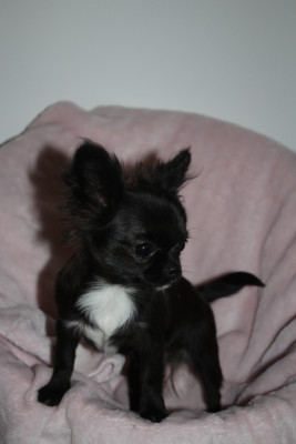 Étalon Chihuahua - AZHRIELLE des Terres de la Faisanderie