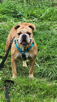 Étalon Bulldog continental - Vicky Aurely's Dogs