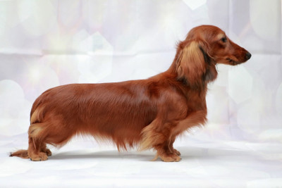 Étalon Teckel poil long - lekoll bobbi sharm Patricia