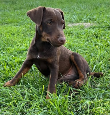 Étalon Terrier de chasse allemand - Aretha De La Dernière Harde De Sologne
