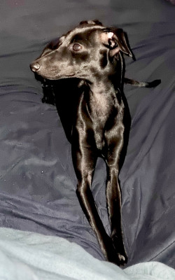 Étalon Petit Levrier Italien - Saphyr des tendres calins