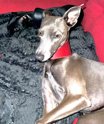 Étalon Petit Levrier Italien - Ramsès dit Bullitt Du Royaume De Bullitt