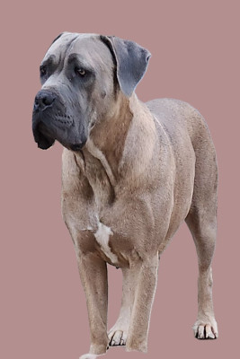Étalon Cane Corso - ULTIA (Sans Affixe)