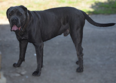 Étalon Cane Corso - RAÏKO (Sans Affixe)