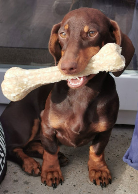 Étalon Teckel poil ras - Tropical du Domaine de la Ternoise
