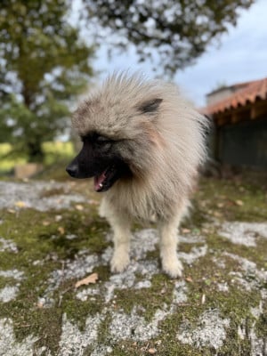 Vinston vidjis pride