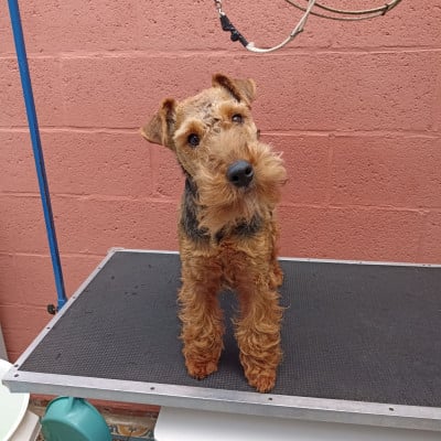 Étalon Welsh Terrier - violette de l'abbaye du Gard