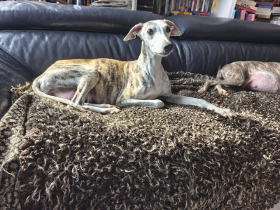 Étalon Whippet - Oniryque Silly Symphonie Of Cyly of Course of Continuity of Cyyl