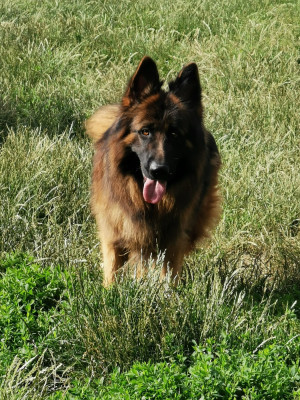 Étalon Berger Allemand Poil Long - Patto dit Paco Du Mistral Normand