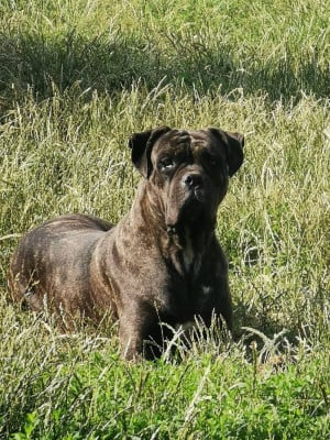 Étalon Cane Corso - Opale dit Kyara Guardiani di divani