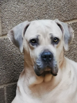 Étalon Cane Corso - Only du Domaine de la Ternoise