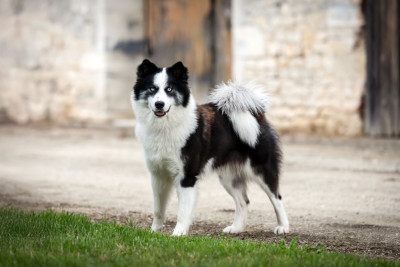 Étalon Laika de iakoutie - UNIK SHIVA L'eden Des Shokou