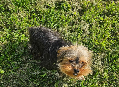 Étalon Yorkshire Terrier - undy de la plaine du Jaelma