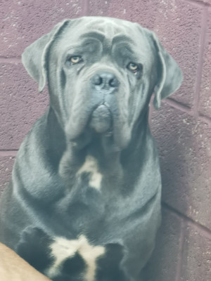 Étalon Cane Corso - Smiley Du Domaine De Nimba