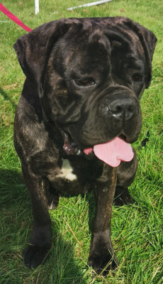 Étalon Cane Corso - Saïka du Domaine de la Ternoise
