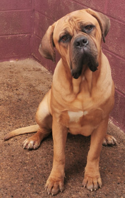 Étalon Cane Corso - Sky du Domaine de la Ternoise