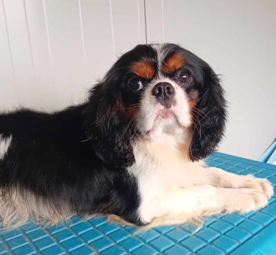Étalon Cavalier King Charles Spaniel - Tobby (Sans Affixe)