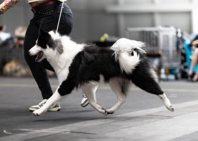 Étalon Laika de iakoutie - Oukaya forever Viking Valhalla