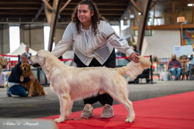 Étalon Golden Retriever - Solomon Of first capital