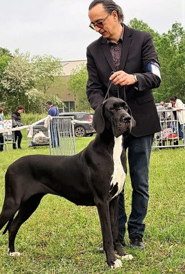 Étalon Dogue allemand - Sidji Du Haut Dagour