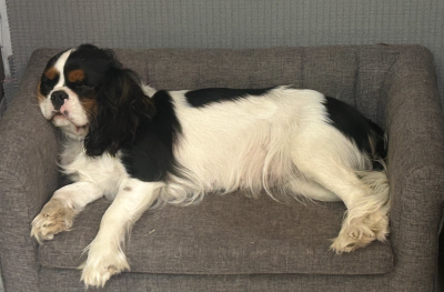 Étalon Cavalier King Charles Spaniel - VZARA  Des Canailles D'Auvergne