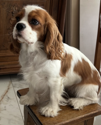 Étalon Cavalier King Charles Spaniel - V'LILY Des Canailles D'Auvergne